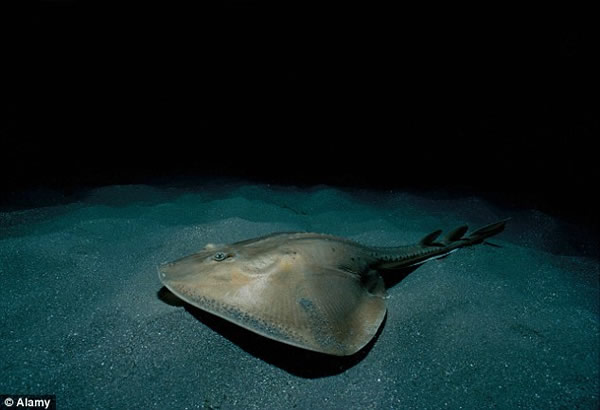 һλ��������ѧ����Ϊ��߹Ǽܿ�����һֻ������