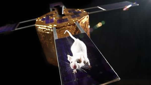 研究人员正在进行试验,探索老鼠精子是否能够在苛刻的太空环境下存活。