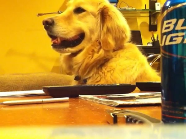 �ƽ���Ȯ��ʾ�����ֺú���������