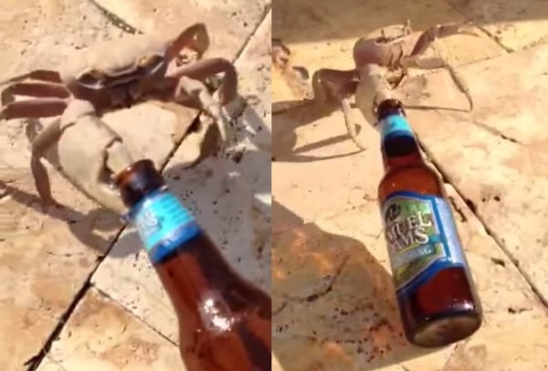 ��ֻ�з�����ӵ���������ơ��ƿ