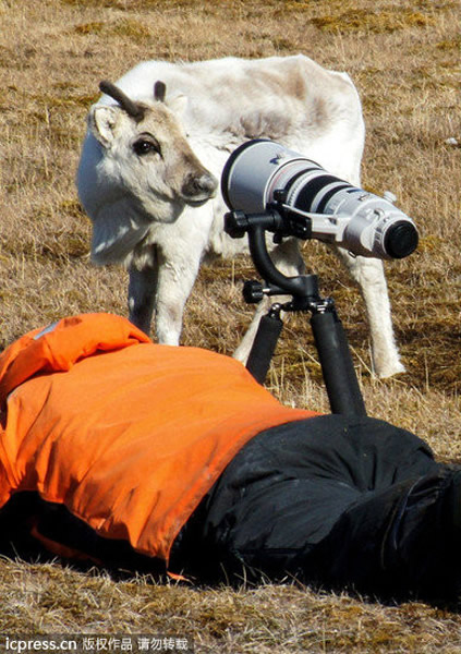 摄影师卧倒装死 驯鹿趁机“自拍”