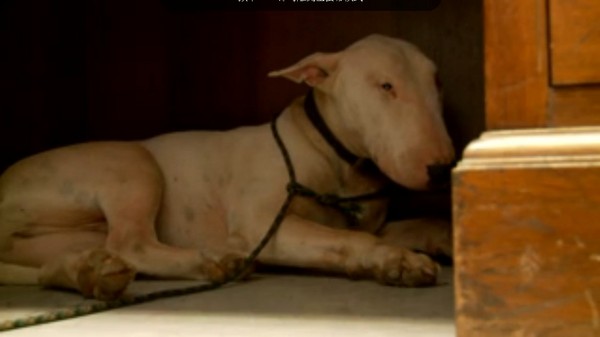 ţͷ��������ȥ���ǳ�����