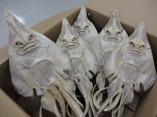 魟鱼被做成鱼干后,看起来就像外星人或异形。