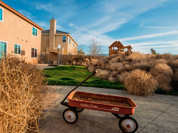 从俄罗斯干草原远道而来的入侵者,怎么会变成美国大西部的象征?