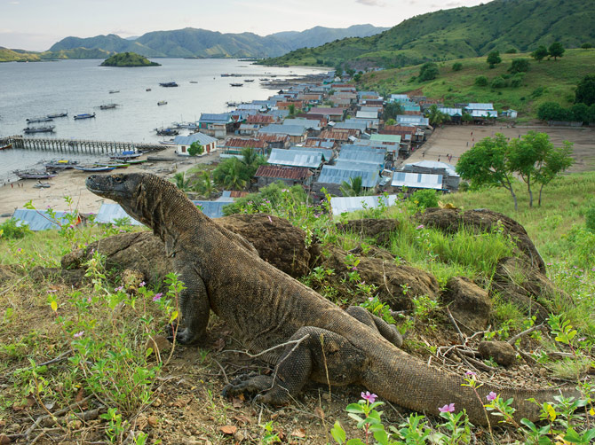 地球上最可怕的蜥蜴——科摩多龙——面临的是不确定的未来。