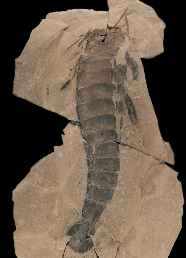 Acutiramus cummingsiԶźЫʯ