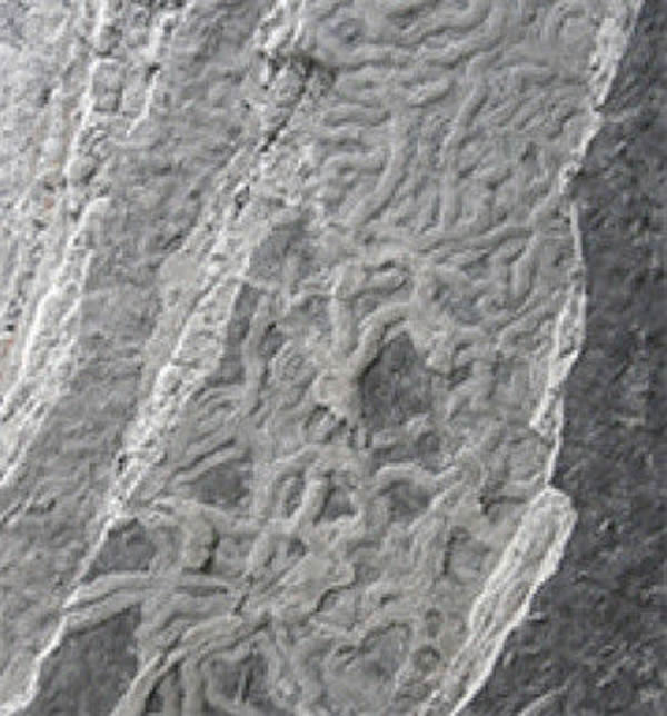 ��������Ѱ�Ҷ���ʳ�ﲹ���ķ�������5000����û�з����仯