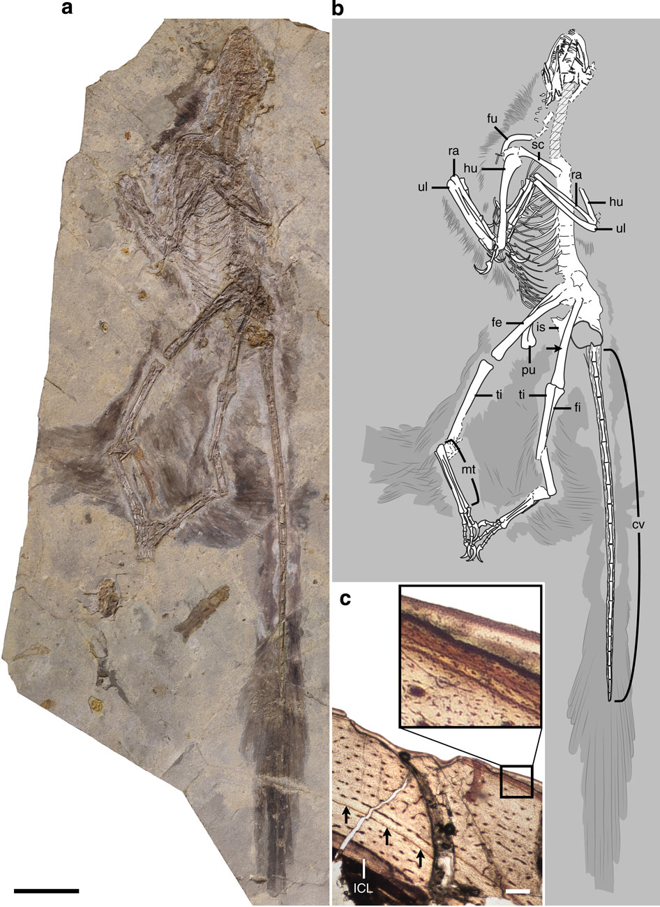 中国辽宁出土“杨氏长羽盗龙”化石