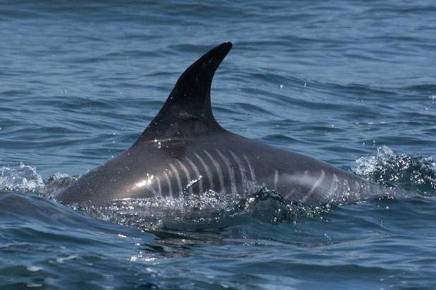 �����������㵽һֻ���Ʊ�����Ϯ�����˺����۵ĻҺ���