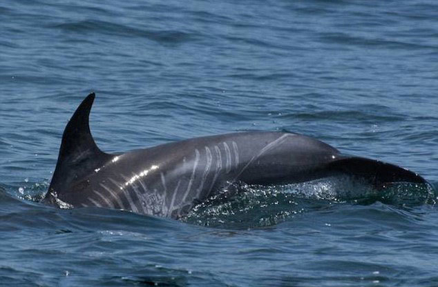 �����������㵽һֻ���Ʊ�����Ϯ�����˺����۵ĻҺ���