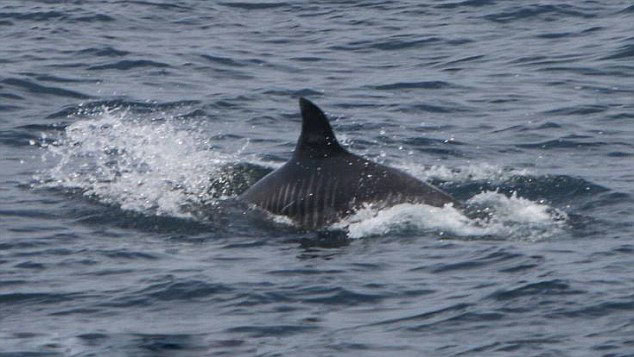 �����������㵽һֻ���Ʊ�����Ϯ�����˺����۵ĻҺ���