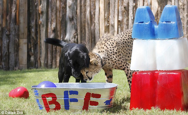 美国达拉斯动物园为拉布拉多犬和猎豹庆祝一岁生日