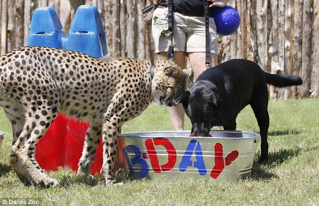 美国达拉斯动物园为拉布拉多犬和猎豹庆祝一岁生日