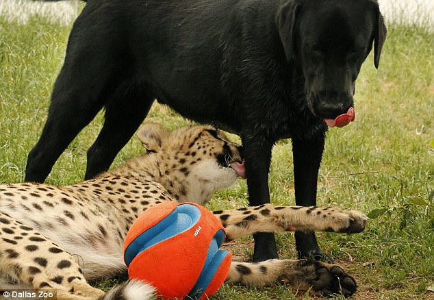 美国达拉斯动物园为拉布拉多犬和猎豹庆祝一岁生日
