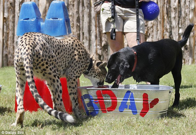 美国达拉斯动物园为拉布拉多犬和猎豹庆祝一岁生日