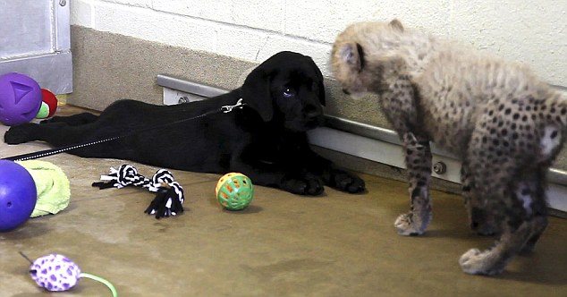 美国达拉斯动物园为拉布拉多犬和猎豹庆祝一岁生日
