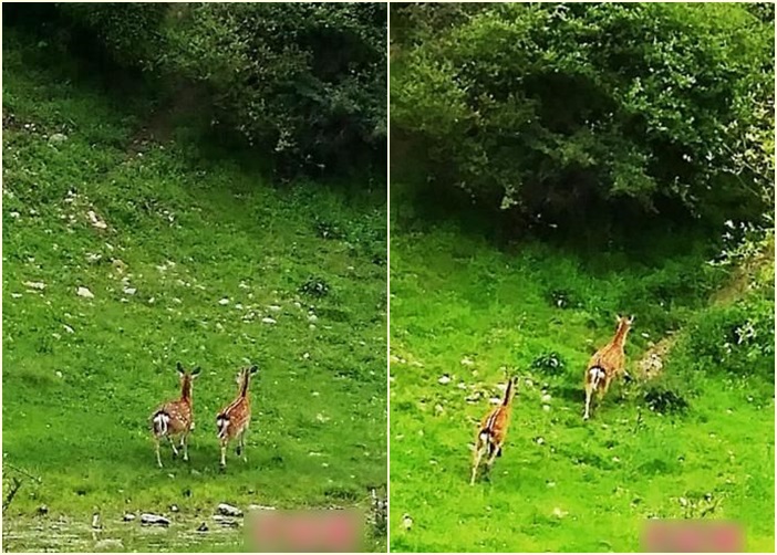 Ĵëǵֻ÷¹·߲ݵʳ