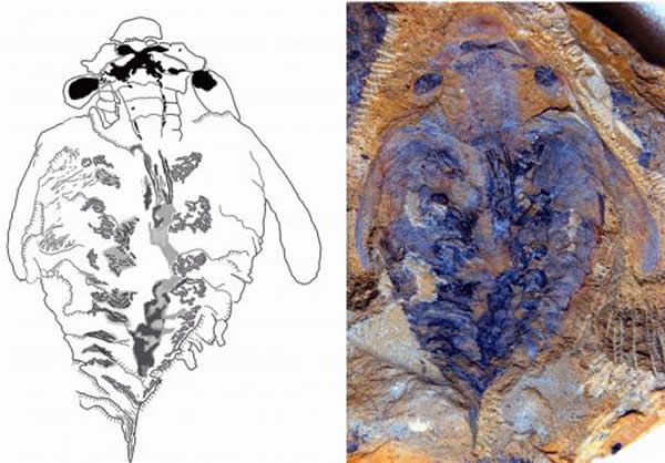 5亿年前地球上最早的肉食动物的大脑化石被发现