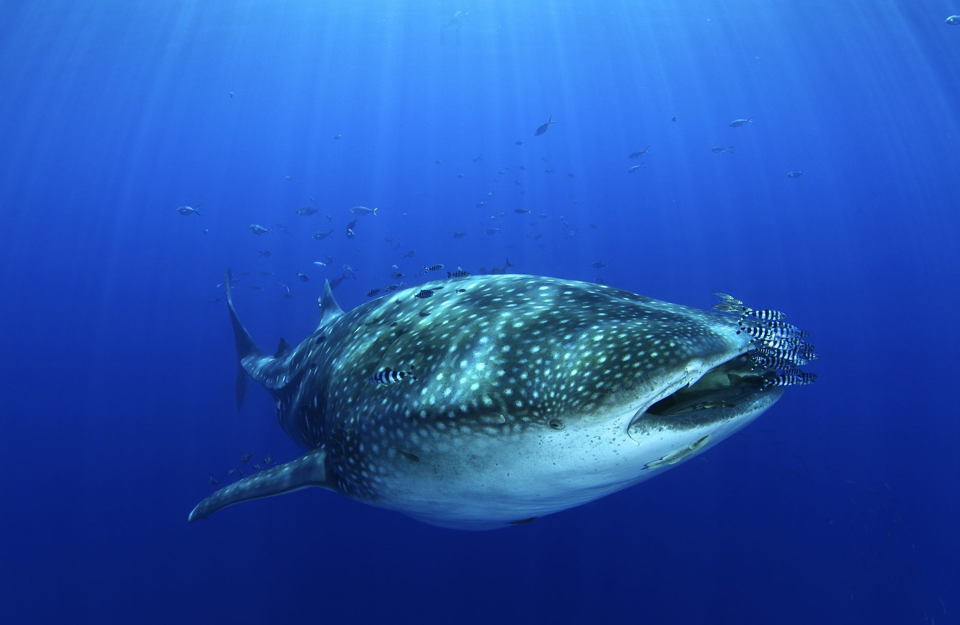 气候变化迫使世上最大鱼类鲸鲨寻找新家