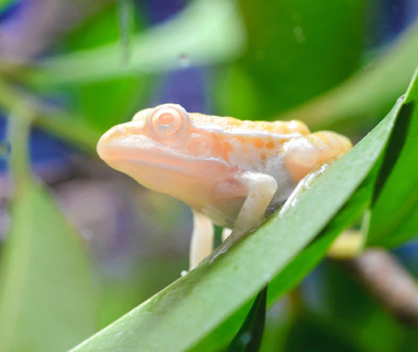 日本鸟羽水族馆展出的白色青蛙