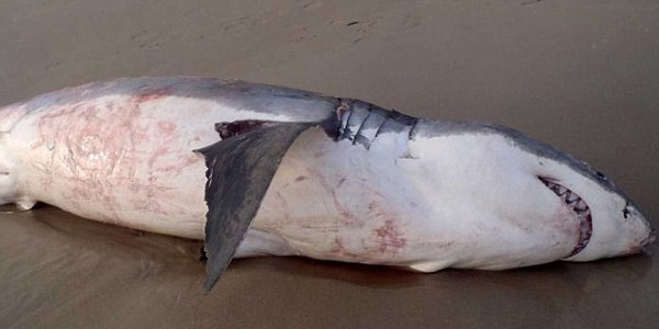 这条大白鲨在靠近克罗内申海滩时,十分剧烈地挣扎翻腾,直到最后死在沙滩上。