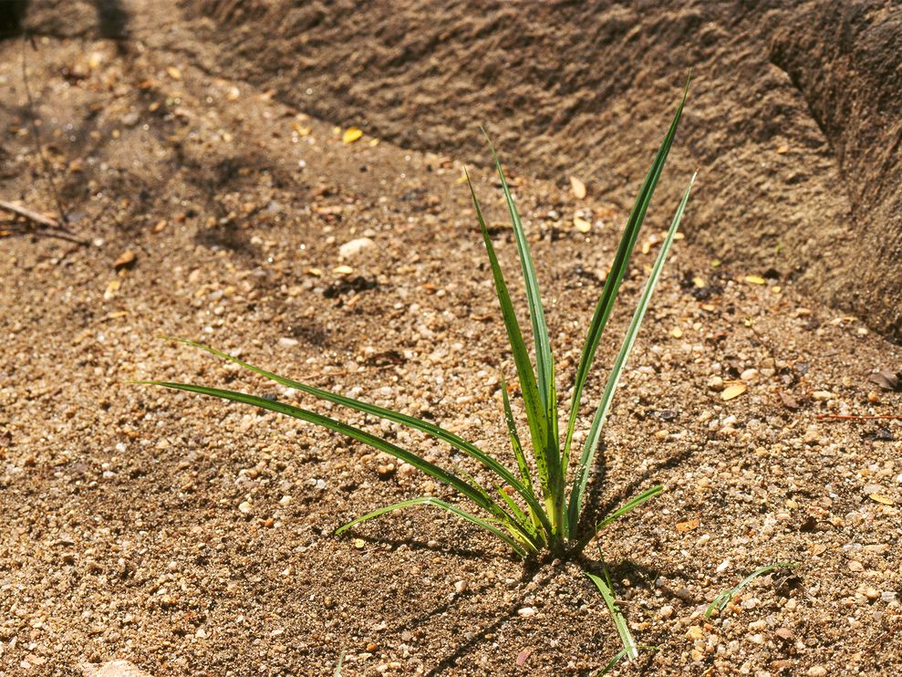 �㸽�ӵ���ȡ���ܹ�������������˥�ܵ�ϸ����������Ӱ�� Dinodia Photos, Alamy