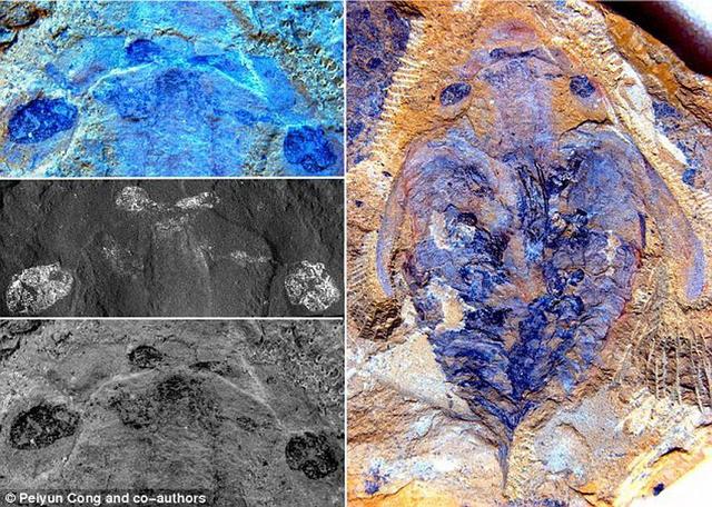 科学家发现世界最早掠食性生物的大脑结构,它生活在5.2亿年前,左图是该物种头部神经组织,其中包括大脑;右图是接近完整的该物种化石结构。