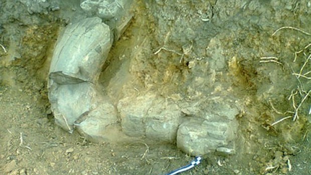 墨西哥发现前哥伦布时期猛犸象牙化石祭品