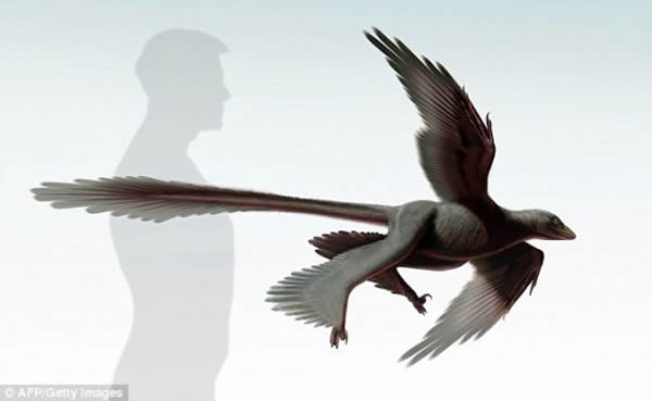 最长尾羽的恐龙——“杨氏长羽盗龙”复原图