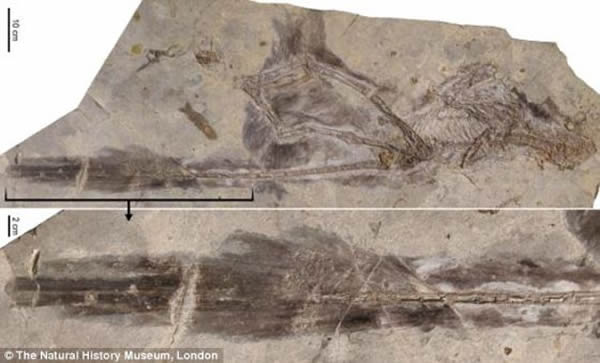 建昌县发现最长尾羽的恐龙——“杨氏长羽盗龙”化石