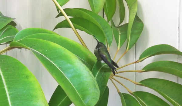 ���������������ɰ� ���˯������