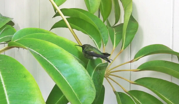 ���������������ɰ� ���˯������