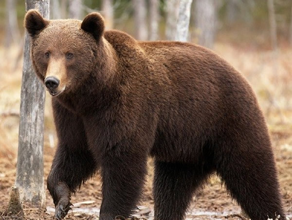 俄罗斯男子遭棕熊攻击 手机铃声吓退巨熊 - 神