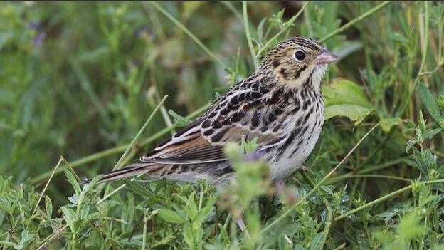 科学家研发出先进的鸟鸣解码器 能够自动识别各种鸟类的叫声