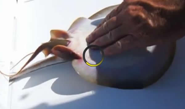 美国佛罗里达州男子钓到正在分娩的黄貂鱼并助其成功产下小鱼