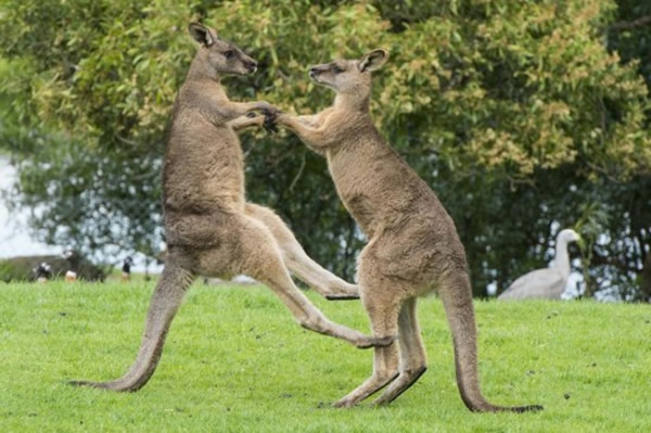澳洲摄影师旅行遇袋鼠“跳舞打架”