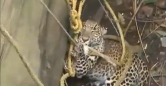 �������������Ż��������Խ�������