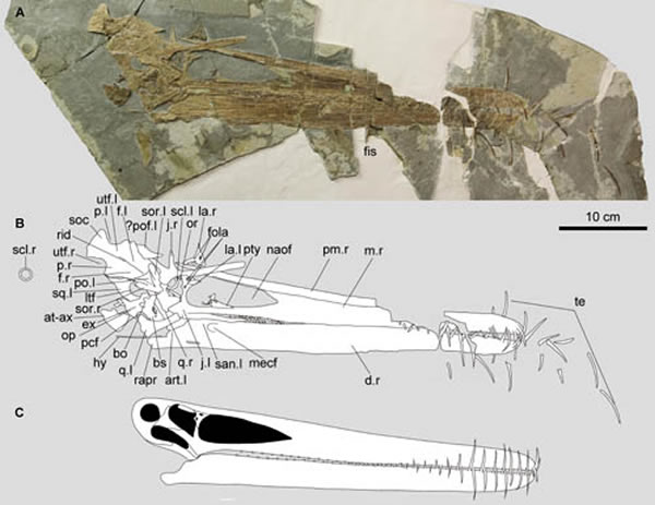 巨大北方翼龙(Boreopterus giganticus)正型标本及头骨复原图(蒋顺兴供图)