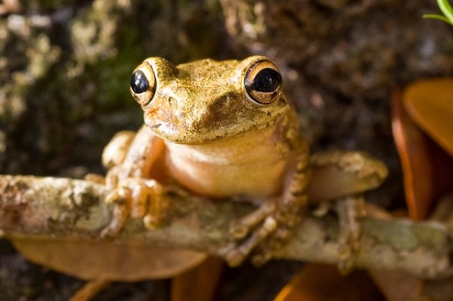 古巴树蛙可以获得对致命真菌的抵抗力