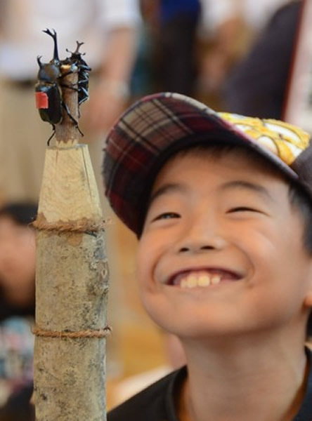 日本山形县举行“第24届全国独角仙相扑大会”