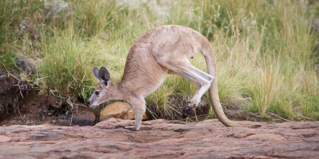 袋鼠在进食时，前肢与尾巴会构成三脚架一样的姿态保持稳定。