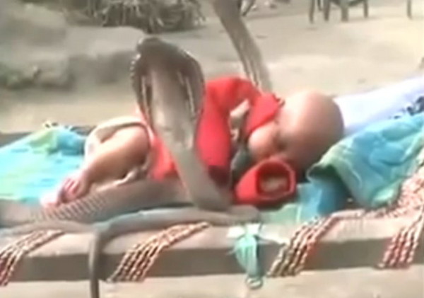 宝宝床边有四条昂首吐舌的眼镜蛇在守护着