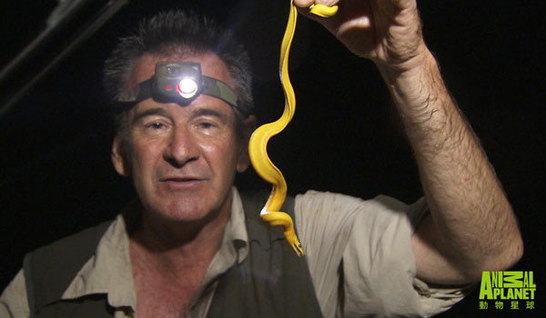 色彩艳丽的黑背海蛇,是海中的可怕杀手,鱼一旦被咬到不到一分钟就会丧命。