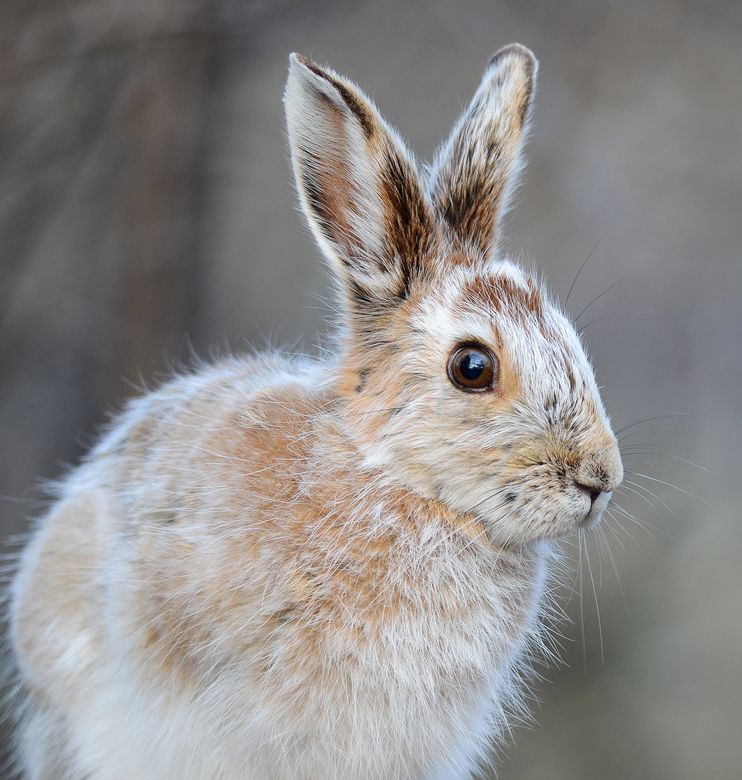 一只雪鞋野兔展示着夏天的褐色毛皮。 Photograph by Jeannine St-Amour, National Geographic Your Shot