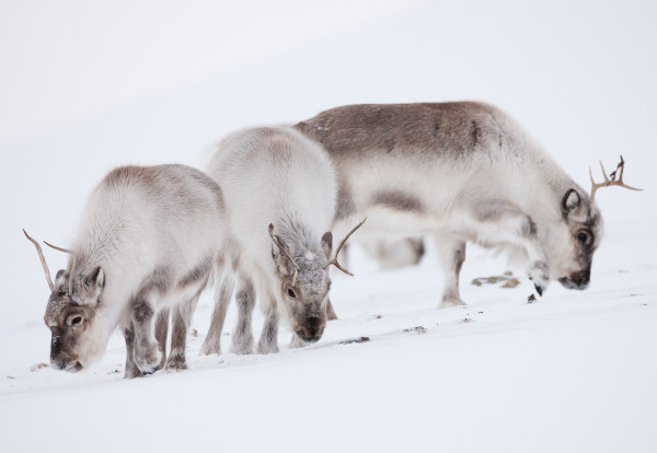2009年3月,三头斯瓦尔巴德群岛驯鹿(Rangifer tarandus platyrhynchus)在斯匹茨卑尔根(Spitsbergen)吃草。摄影:Wi