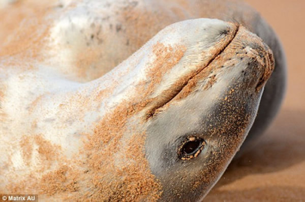 横跨南冰洋的小海豹累瘫在澳洲悉尼海滩
