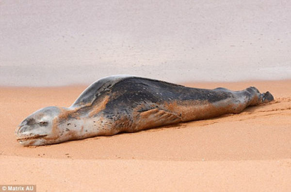 横跨南冰洋的小海豹累瘫在澳洲悉尼海滩