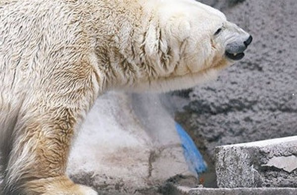 阿根廷动物园抑鬱北极熊“阿杜罗”因太老不迁往加拿大