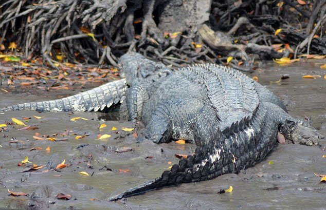 �Ĵ�����5�׾�����ʳ3��ͬ��