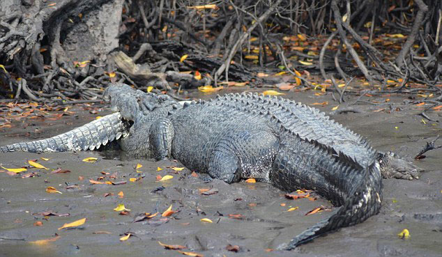 �Ĵ�����5�׾�����ʳ3��ͬ��